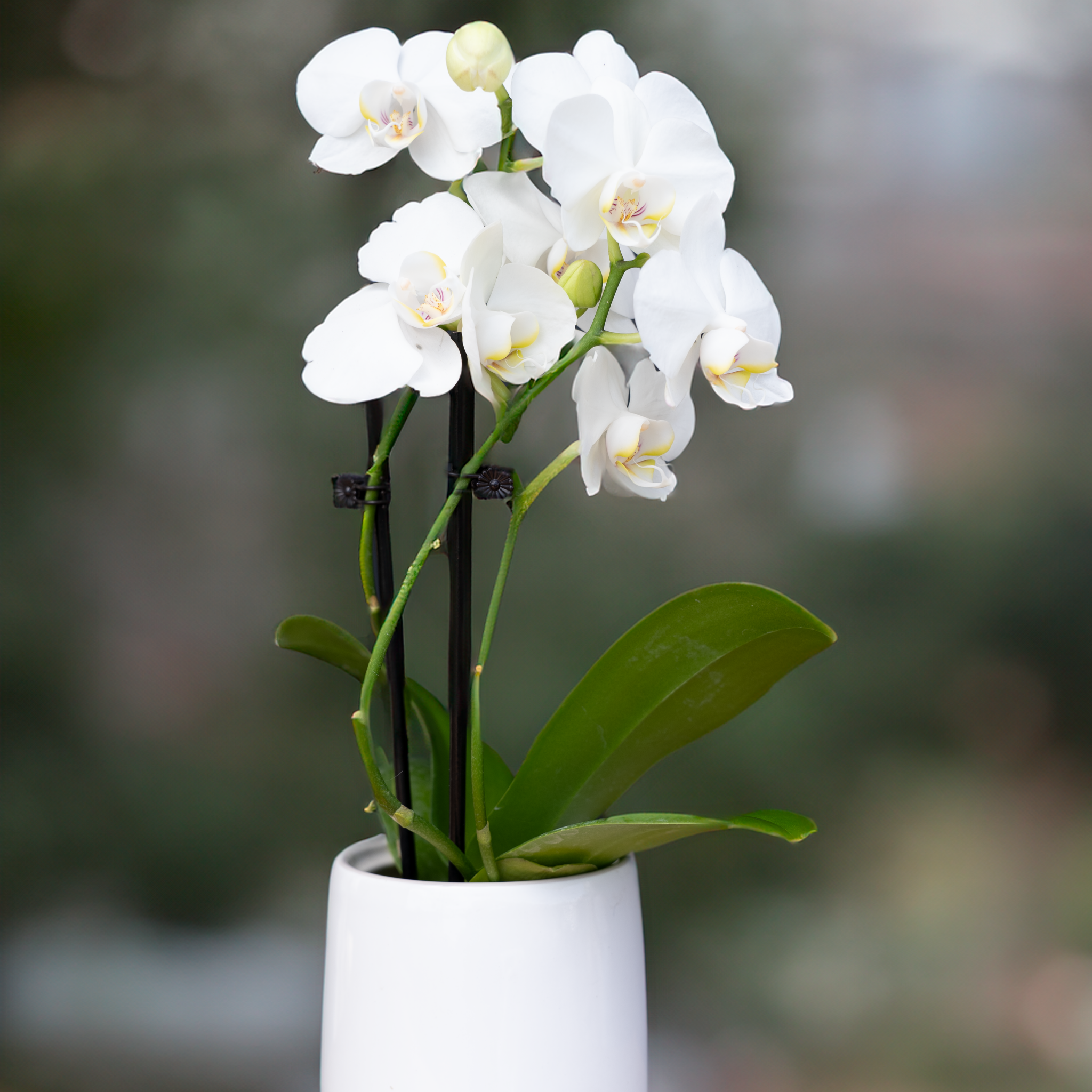 Orchidée