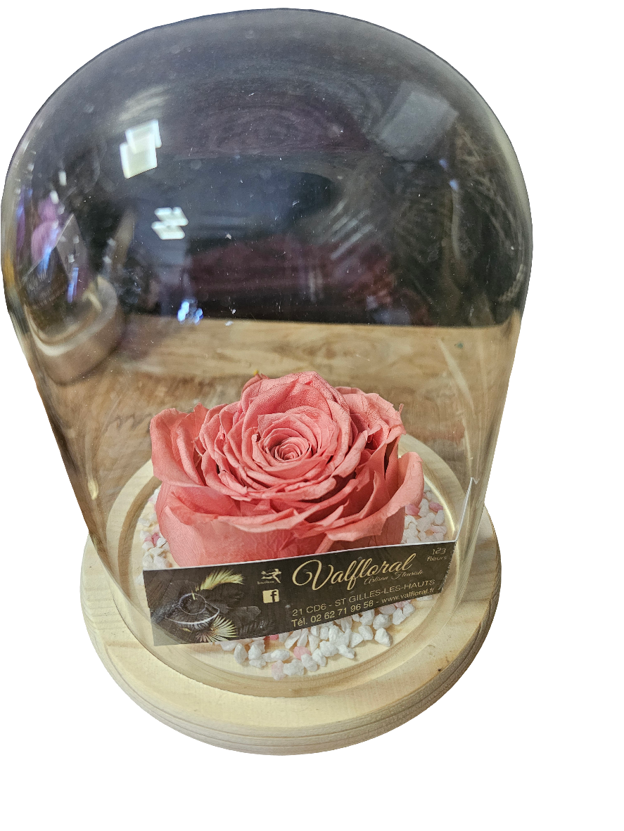 Rose éternelle (sous cloche)