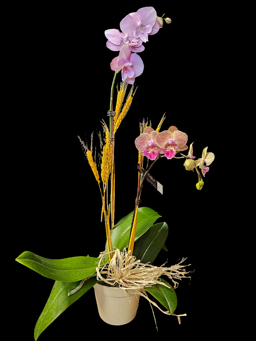 Orchidée